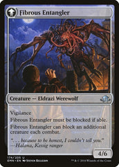 Tangleclaw Werewolf // Fibrous Entangler [Eldritch Moon] | Gate City Games LLC