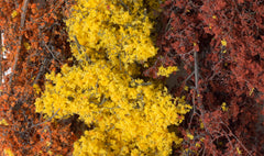 Foliage Cluster | Gate City Games LLC